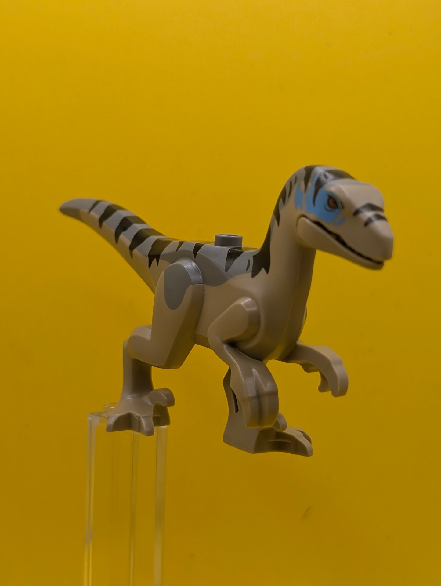 Dinosaur Raptor raptor18 Velociraptor with Dark Bluish Gray Back, Black Stripes, Dark Azure Markings Jurassic World Rebirth Lego Minifigure