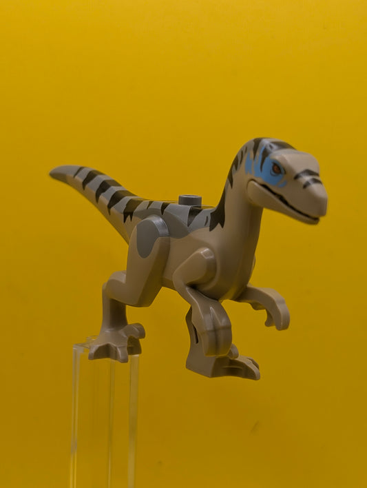 Dinosaur Raptor raptor18 Velociraptor with Dark Bluish Gray Back, Black Stripes, Dark Azure Markings Jurassic World Rebirth Lego Minifigure