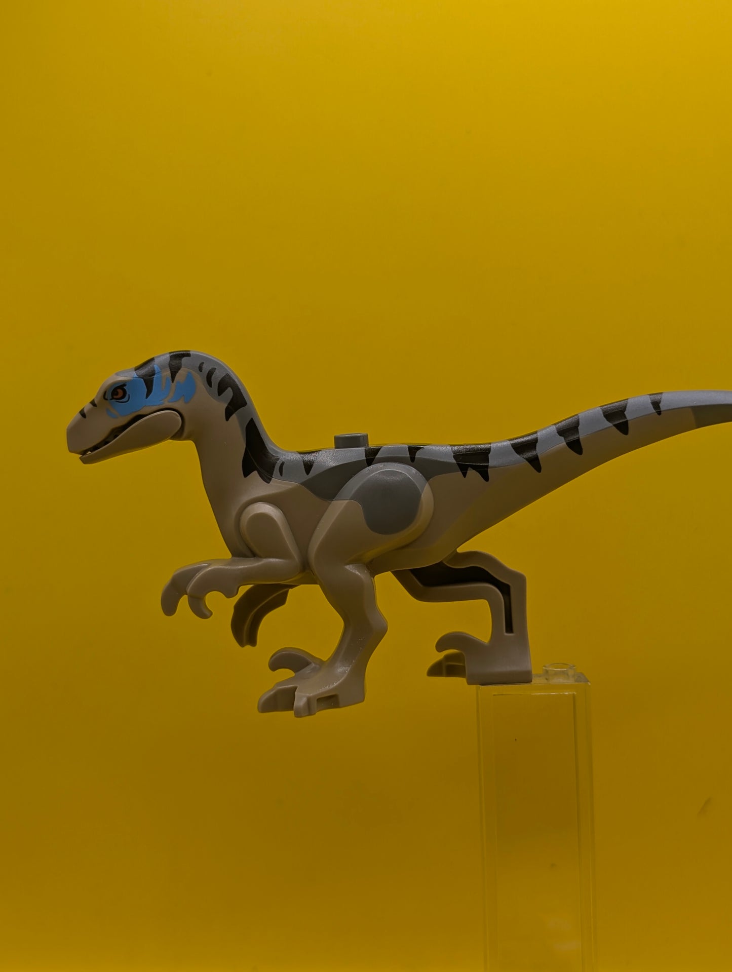 Dinosaur Raptor raptor18 Velociraptor with Dark Bluish Gray Back, Black Stripes, Dark Azure Markings Jurassic World Rebirth Lego Minifigure